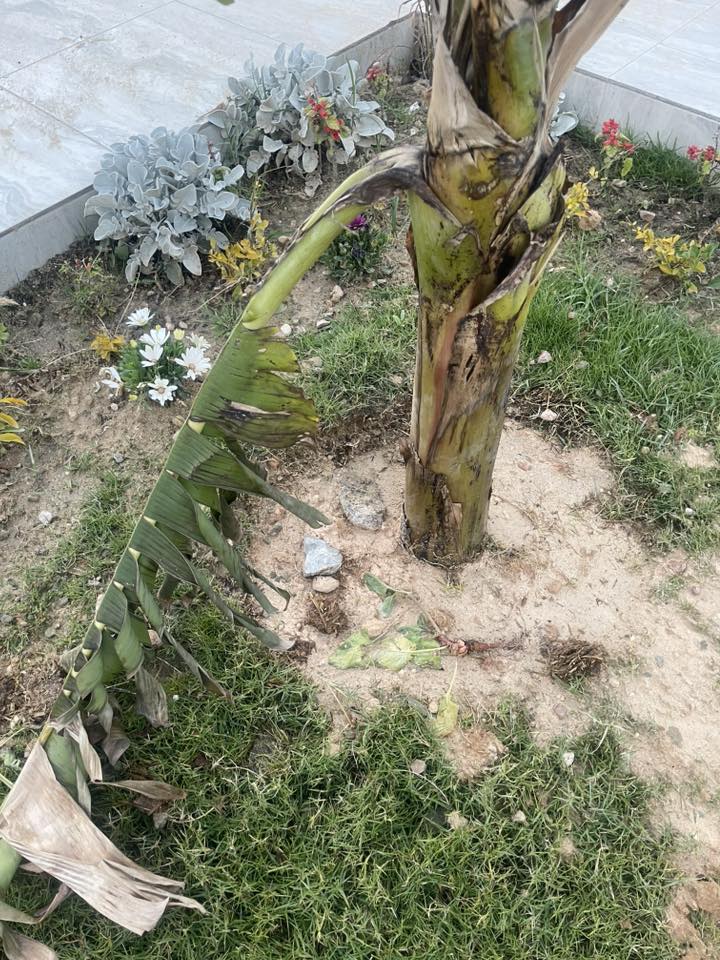 السلام عليكم السعد ده موجود في الارض وهتتزرع قطن أرش اي اقوي حاجه تقضي عليه